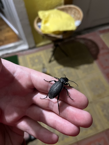 Leather Beetle