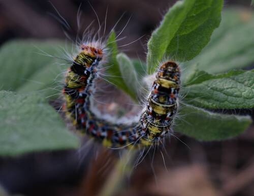 Pine Processionary-moth