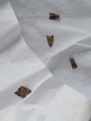 Orthosia populeti