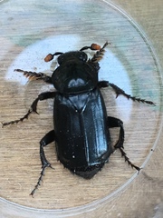 Nicrophorus humator