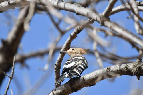 Common Hoopoe