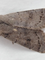 Orthosia populeti
