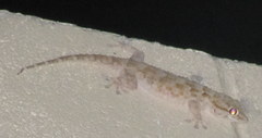 Tarentola annularis