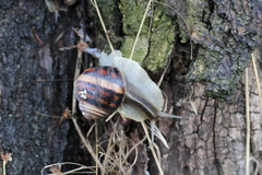 Helix albescens