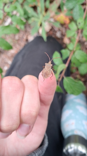 Dock Bug