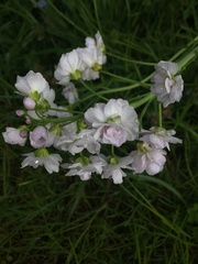 Cardamine trifolia