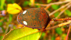 Solenosthedium bilunatum