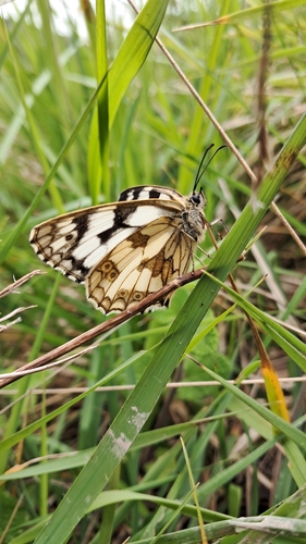 Marbled White