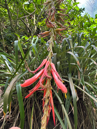 Pitcairnia spicata, photograph 3