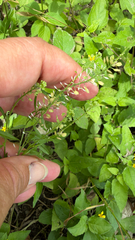 Lepidium austrinum