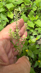 Lepidium austrinum, photograph (c) IDClaire, some rights reserved (CC BY)
