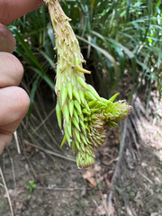 Pitcairnia spicata, photograph (c) Matteo Bellucci, some rights reserved (CC BY)