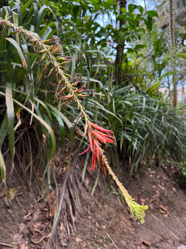 Pitcairnia spicata, photograph 1