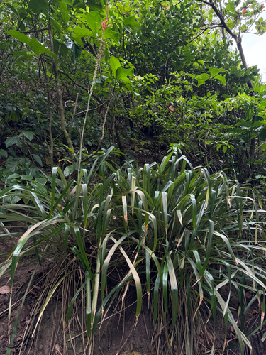 Pitcairnia spicata, photograph 4