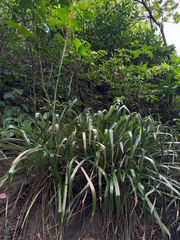 Pitcairnia spicata, photograph (c) Matteo Bellucci, some rights reserved (CC BY)