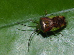 Elasmostethus nubilus