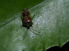 Elasmostethus nubilus