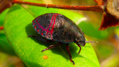 Solenosthedium bilunatum