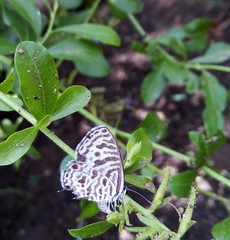 Leptotes plinius