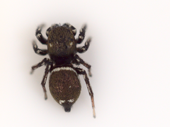 Heliophanus tribulosus