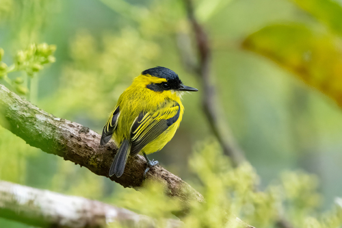 Yellow-browed Tody-Flycatcher