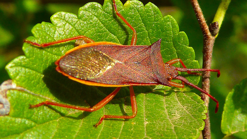 Gonocerus insidiator