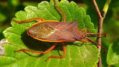 Gonocerus insidiator