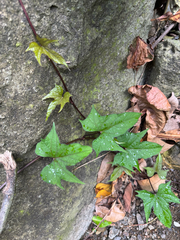 Ipomoea tiliacea, photograph (c) Matteo Bellucci, some rights reserved (CC BY)
