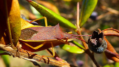 Gonocerus insidiator