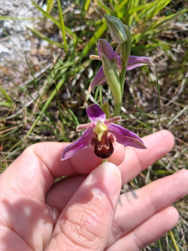 Bee Orchid
