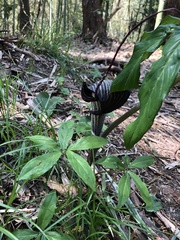 Arisaema thunbergii urashima