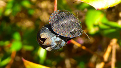 Solenosthedium bilunatum