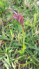 Serapias strictiflora