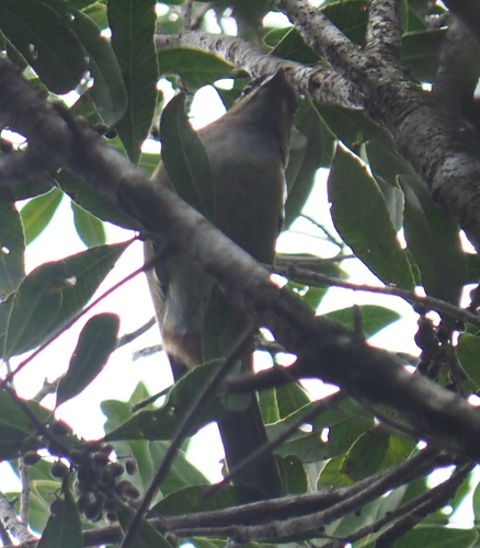 Chestnut-backed Tanager (Stilpnia preciosa), photo 2