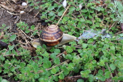 Helix albescens