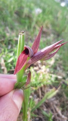 Serapias strictiflora