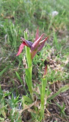 Serapias strictiflora