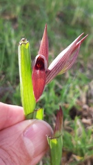 Serapias strictiflora