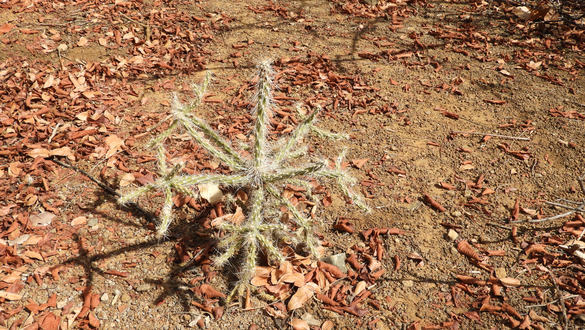 Quiabentia zehntneri