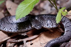 Pareas margaritophorus