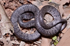 Pareas margaritophorus