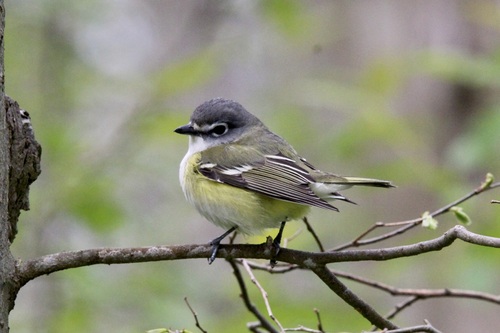 Blue-headed Vireo