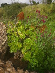 Aeonium arboreum holochrysum