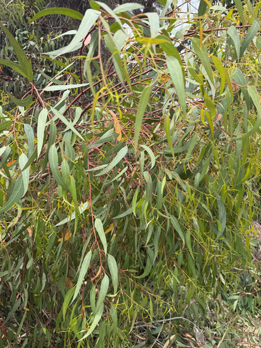 iNaturalist observation photo of Dicots
