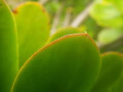 Aeonium arboreum holochrysum