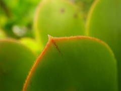 Aeonium arboreum holochrysum