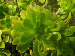 Aeonium arboreum holochrysum