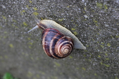 Helix albescens