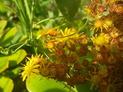Aeonium arboreum holochrysum