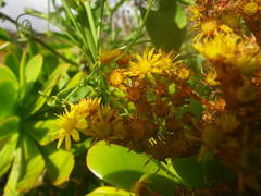 Aeonium arboreum holochrysum